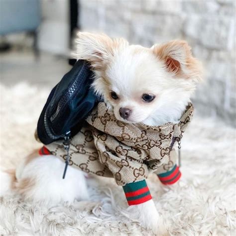 dog name gucci|Gucci clothes for dogs.